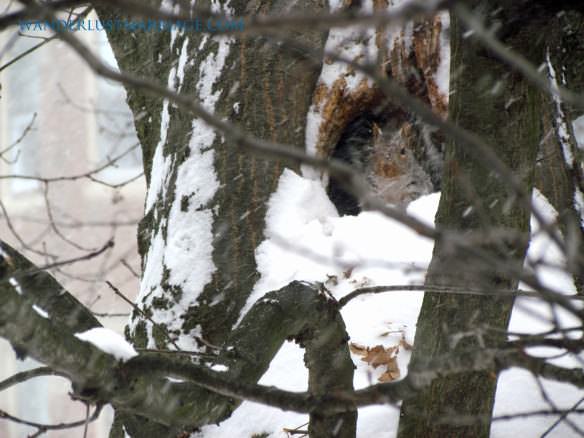 Our neighbor squirrel digs out of the snow