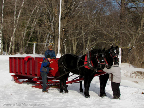 Horses in the snow with their slieigh