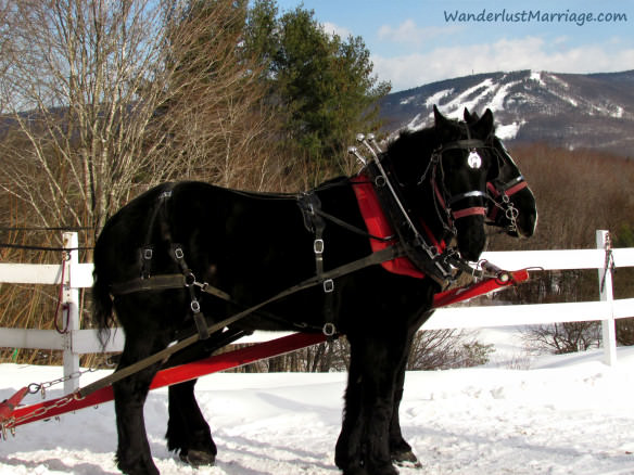 Horses ready to go