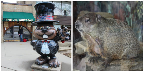 The real Punxsutawney Phil. The world's most famous weather predicting rodent!