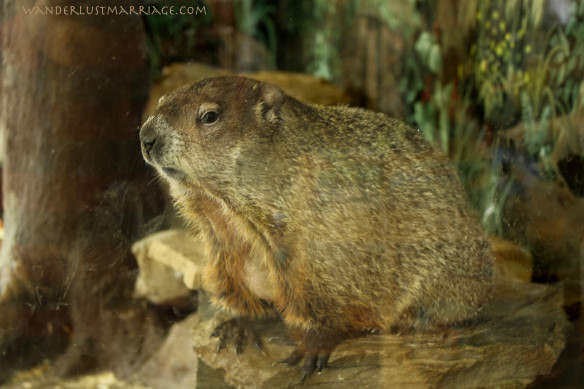 Punsutawney Phil