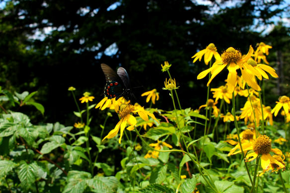 Blue Ridge Butterfly, Blue Ridge Parkway