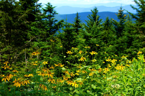 Blue Ridge Mountain Flowers