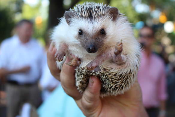 White Hedgehog in Carolina