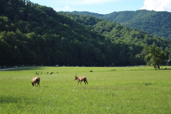 Deer in Cherokee North Carolina, Blue Ridge Mountains