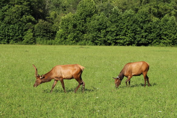 Deer on Cherokee Indian Reservation, Smoky Mountains