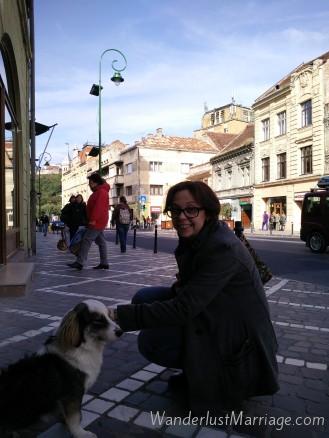 cute wild dog on Romanian street