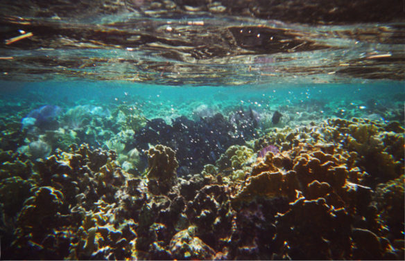 coral in Roatan, snorkeling in Roatan