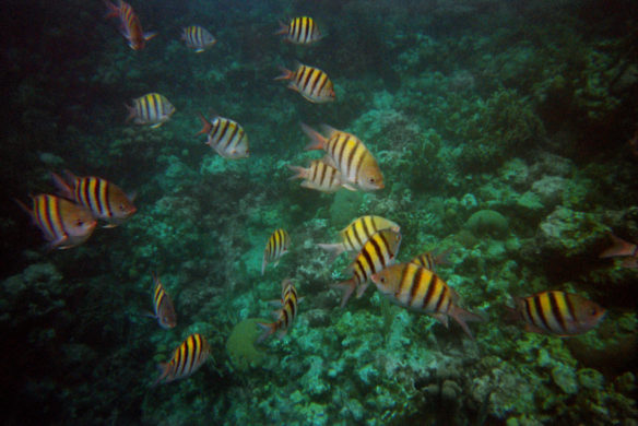 snorkeling with fish - Roatan