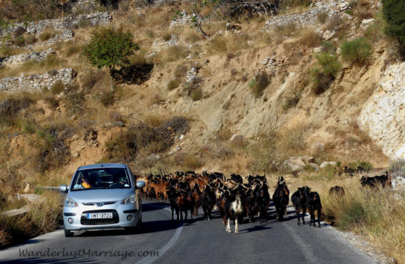 Herd of goats blocking cars