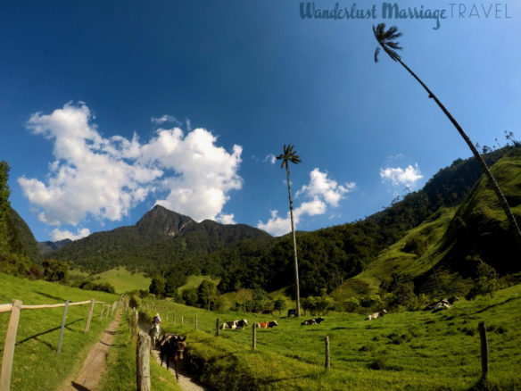 Palm trees, rancher on his horse and cows in the Cocora Valley