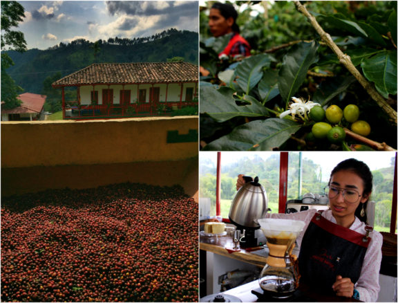 Collage of coffee farm, with the beans, trees and girl making coffee