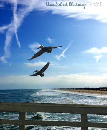 pelicans flying near the pier and beach in Florida