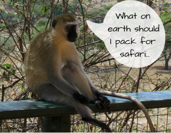 Monkey wondering what to pack for safari