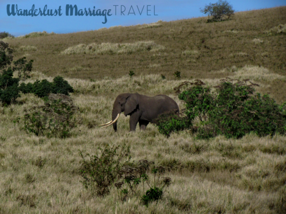 safari holidays Africa