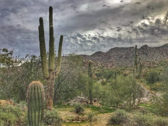 Cactus on South Mountain and stormy skies