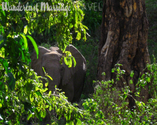 safari holidays Africa