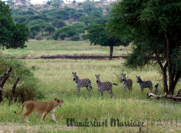 safari holidays Africa