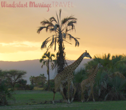 Safari Holidays Africa