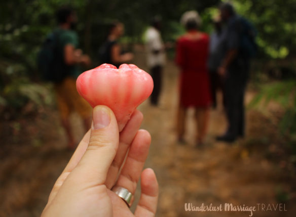 A Zanzibar apple straight from the tree to eat