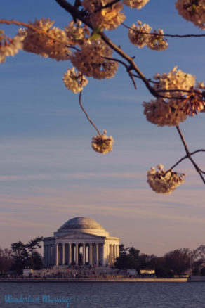 Jefferson Memorial during Cherry Blossoms in Washington DC