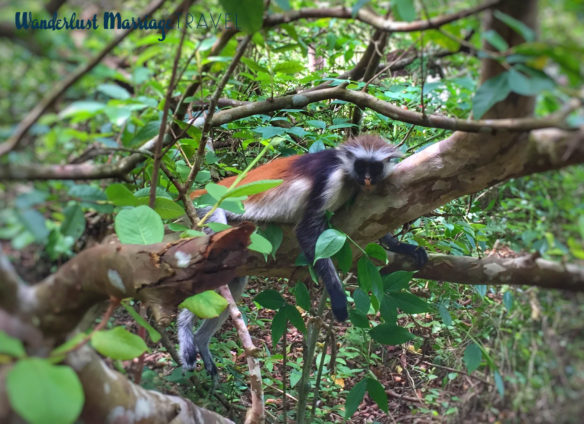 Monkey lounging in a tree