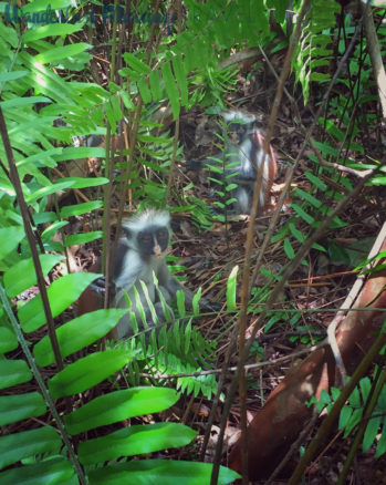 Red colobus monkeys in the forrest