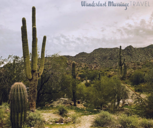 cactuses in South Mountain Park and Preserve in Tempe, Arizona