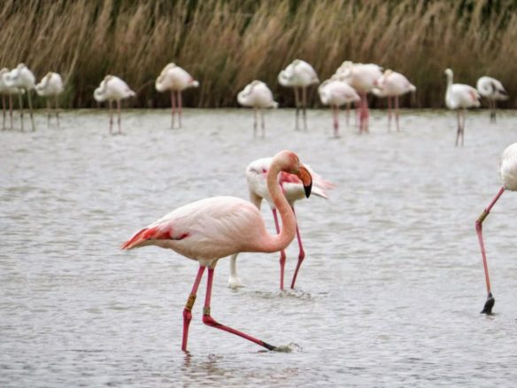 Flamingoes in Camargue