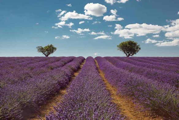 Lavender fields in Provence 