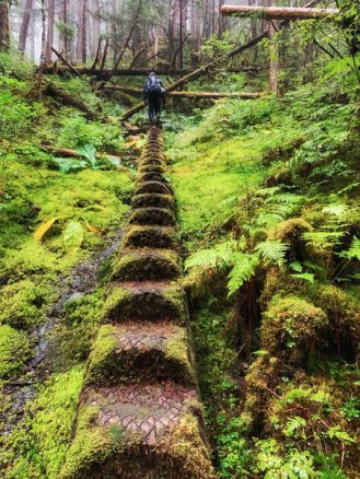 Log steps along the hike in Thomas Bay