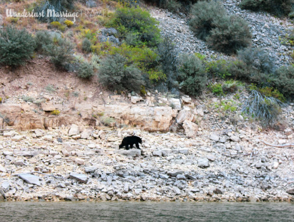 Black bear walking along the shore