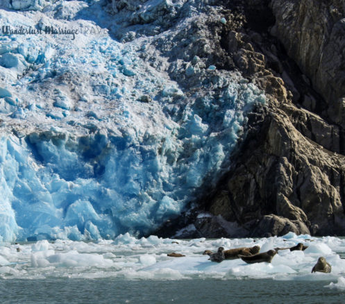 harbor seals hanging out in front of the glacier