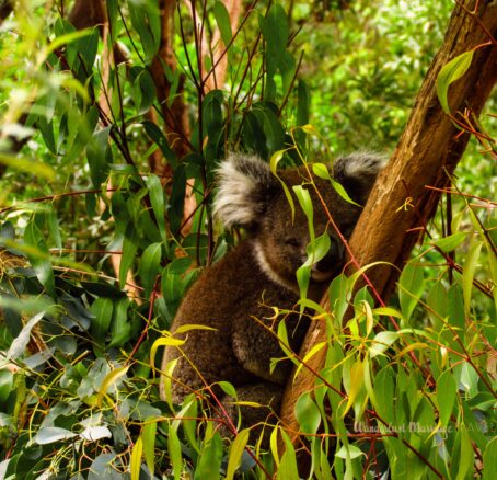 Koala sleeping in a tree