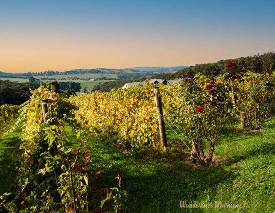 rows of grape vines, with roses planted at the end and overlooking the hills at dusk