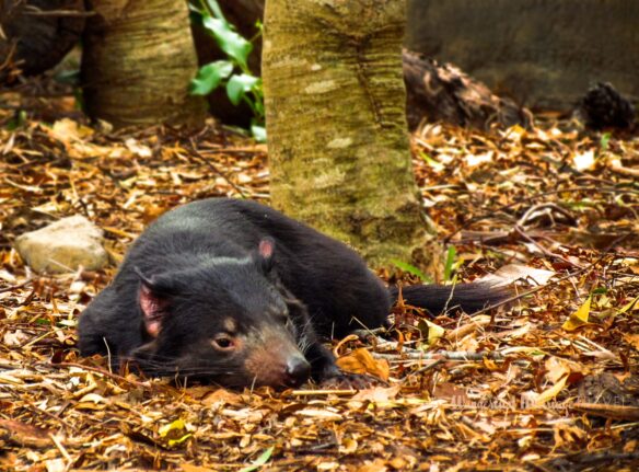 little black Tasmanian devil rest in the autumn leafs