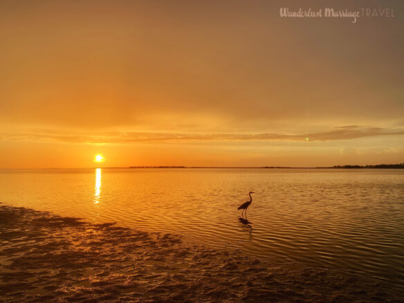 Sunset over the water and a bird is in the forefront