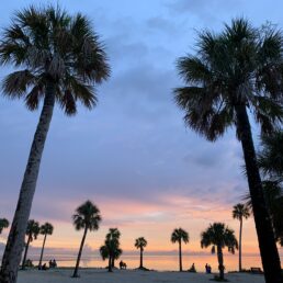 palm trees on the beach at sunset at Fred Howard Park in Tarpon Springs, Florida