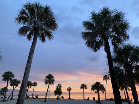 palm trees on the beach at sunset at Fred Howard Park in Tarpon Springs, Florida