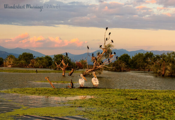 Two white pelicans on Lake Kerkini, with a background of black birds on a tree and mountains at sunset