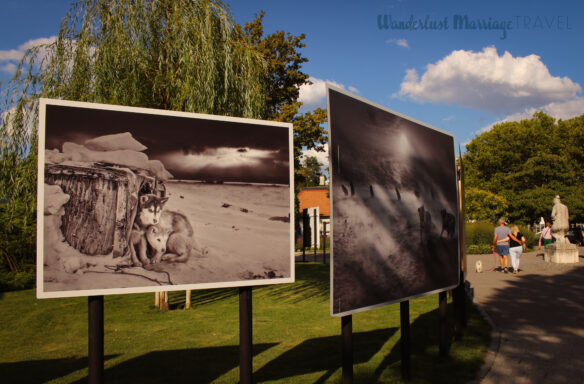 Out door photo exhibition, large photo of two husky dogs huddled together, another of husky dogs out in the show in a lush green park with blue skies
