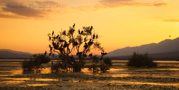 A tree in the lake has a group of large birds perched watching the sunset over the mountains