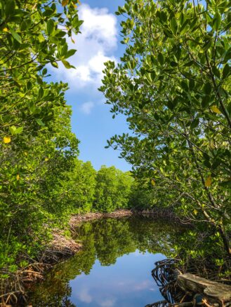 lush mangroves with a blue sky reflecting off the water