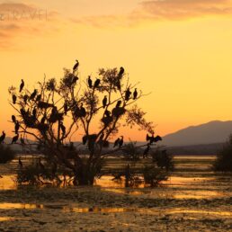 comorade birds on a tree during a golden sunset along Lake Kerkini, Greece.