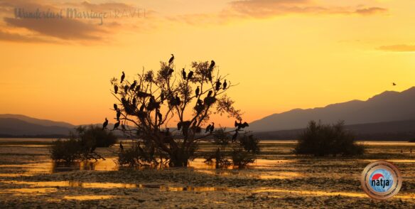 comorade birds on a tree during a golden sunset along Lake Kerkini, Greece. 