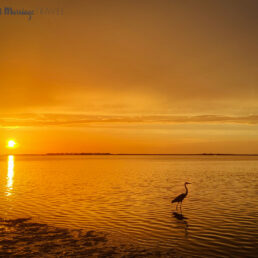 A great egret at sunset in Tarpon Springs, Florida.