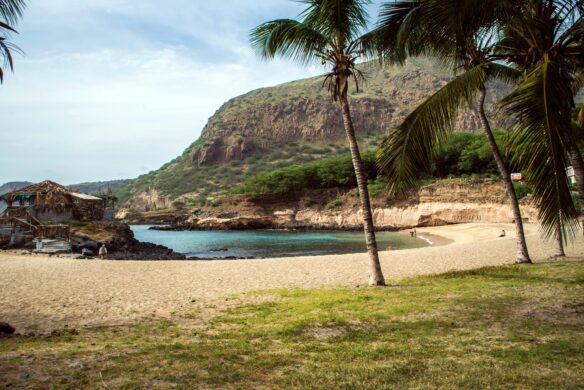 A beach with a palm tree and a mountain in the background in Cape Verde.