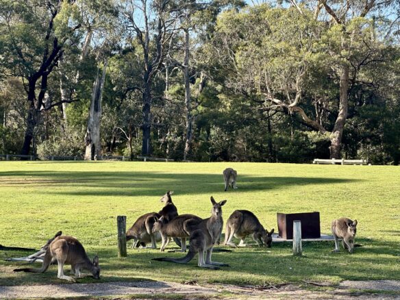 a pack of kangaroos lounging on a footy oval in Hall's Gap, Australia.