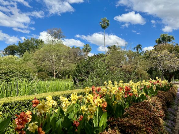 Colorful flowers and tall palm trees are among the highlights of the Brisbane Botanic Gardens. 