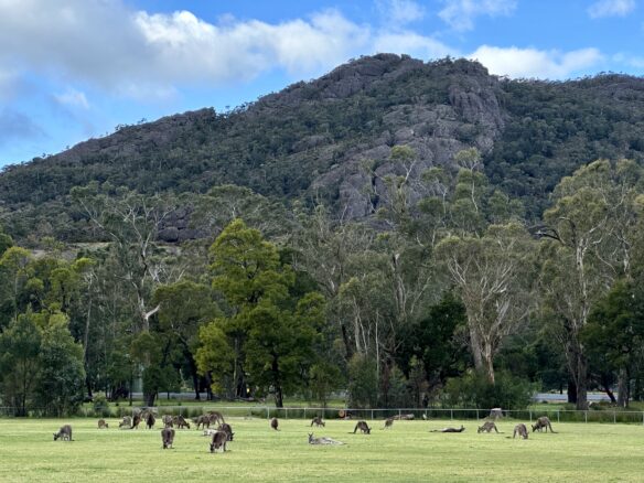 A large number of kangaroos foraging on the football oval in Halls Gap in the Grampians National Park.